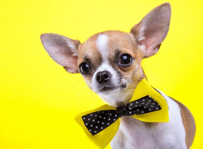 Wallpaper Chihuahua, dog, cute animals, yellow, 5k, Animals 9663212146
